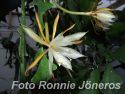 Epiphyllum Anguliger